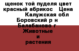 щенок той-пуделя цвет красный абрикос › Цена ­ 10 000 - Калужская обл., Боровский р-н, Балабаново г. Животные и растения » Собаки   